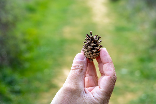 A man's hand holds a small pine cone pine cone fallen in a pine forest - Tobera Burgos - Spain