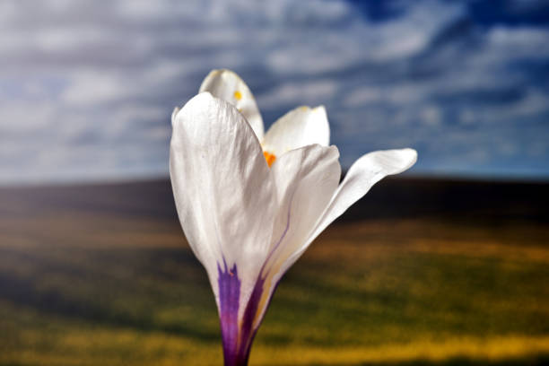close-up of a spring blooming crocus flower, Poland