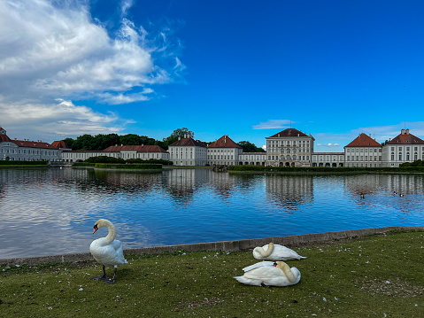 Germany, Munich - 2022, May: ducks on the  lake in Nymphenburg Palace
