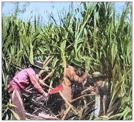 Antique black and white photograph of people from islands in the Caribbean and in the Pacific Ocean; Cuba, Hawaii, Philippines and others: Japanese laborers cutting and harvesting cane, Island of Kauai, Hawaii