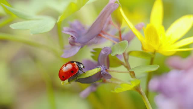 Ladybug on vibrant flowers in nature