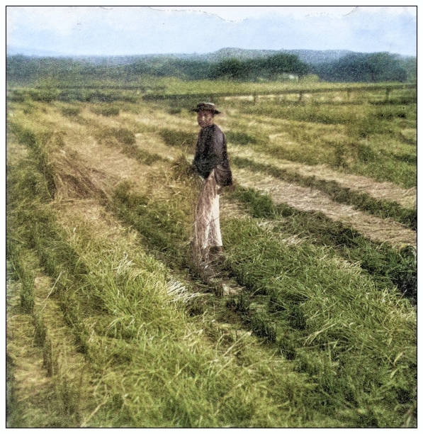 Antique black and white photograph of people from islands in the Caribbean and in the Pacific Ocean; Cuba, Hawaii, Philippines and others: Rice harvesting, Hawaii
