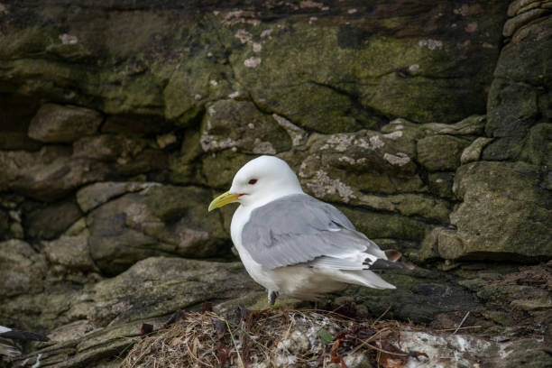 Black-legged kittiwake rissa tridactyla at nesting site on a rock face