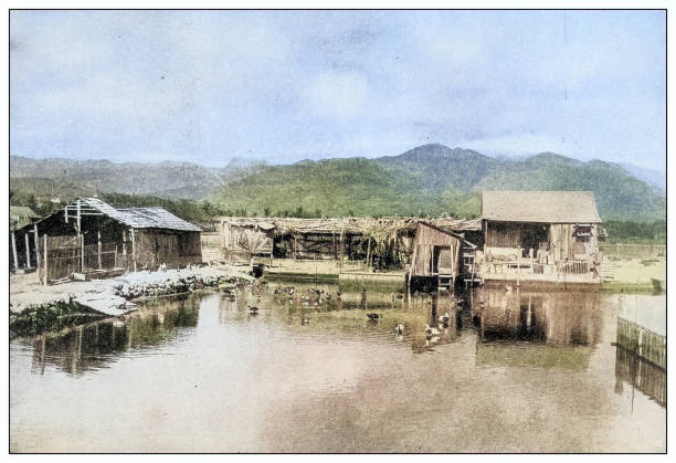 Antique black and white photograph of people from islands in the Caribbean and in the Pacific Ocean; Cuba, Hawaii, Philippines and others: Chinese duck farm, Hawaii