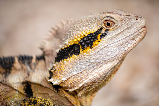 The Australian water dragon, which includes the eastern water dragon and the Gippsland water dragon subspecies, is an arboreal agamid species native to eastern Australia from Victoria northwards to Queensland.