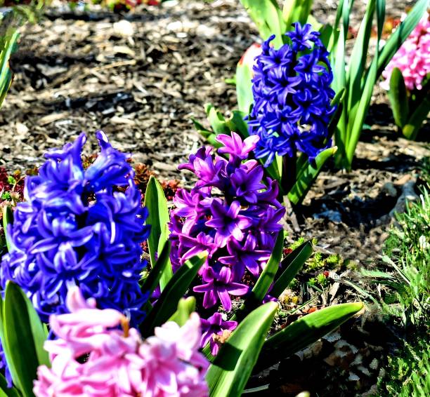 The colors of springtime