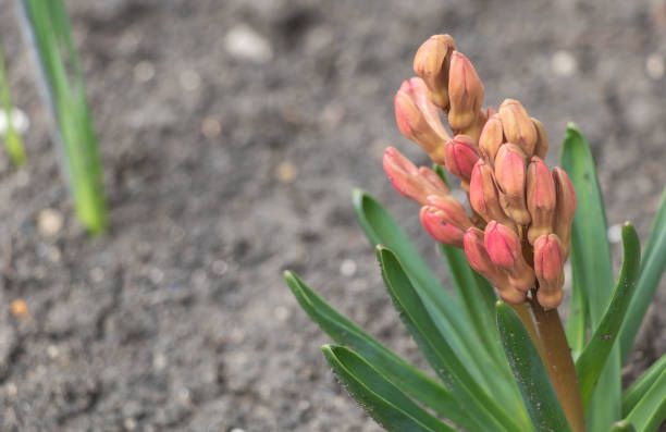 Hyacinthus flower in the spring garden close up.