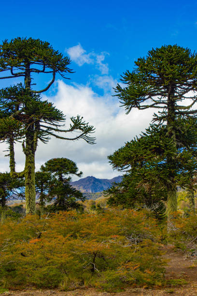 Araucaria trees and mountains