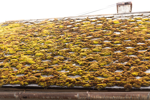 texture of moss on the roof of the house