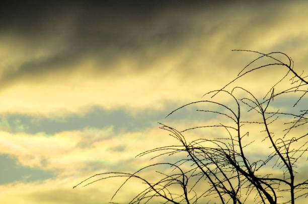Nagareyama city, Chiba prefecture. Marvh. Dawn.