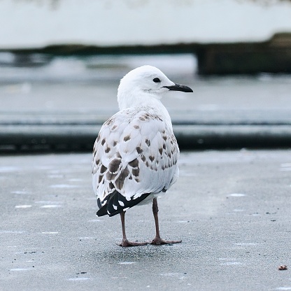 An immature Red-billed Gull (Chroicocephalus novaehollandiae scopulinus) rests on the harbour side in Auckland, New Zealand. While previously considered as a full species, it is currently classified as a subspecies of the Australian Silver Gull (Chroicocephalus novaehollandiae)