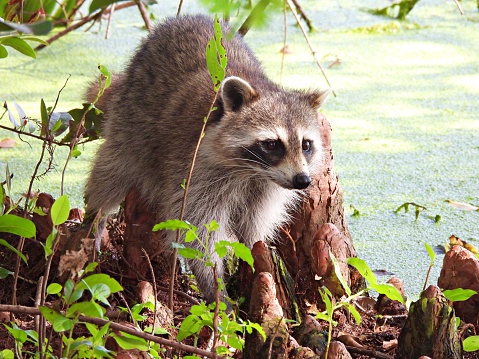 Raccoon - profile