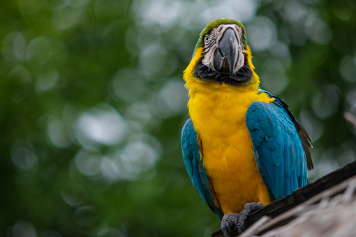 blue bird with yellow, blue macaw with green background out of focus.\nPhoto of amazon blue macaw.