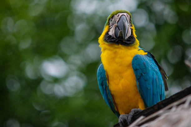 foto da arara-azul-da-amazônia. - parrot tropical bird gold and blue macaw amazon parrot - fotografias e filmes do acervo