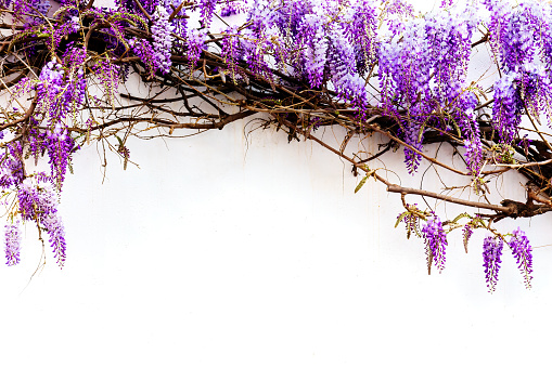 Blooming purple flowers, Wisteria (Glycine) on white background, framing top, with copy space.