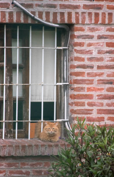 istock orange cat sitting on a window sill 2121006406