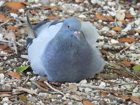 Rock Pigeon - front view