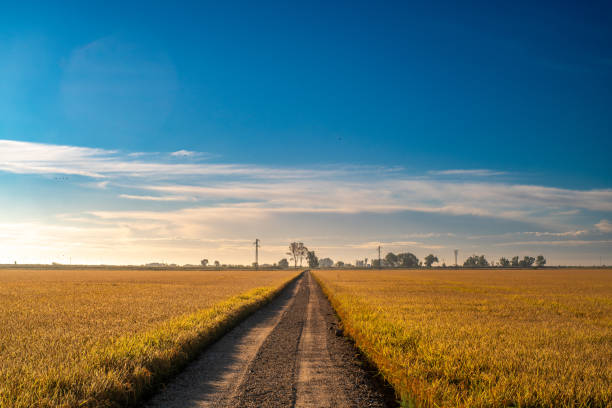 istock Golden Rice Fields in Isla Mayor, Seville 2121044129
