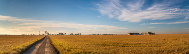 istock Golden Rice Fields in Isla Mayor, Seville 2121044690
