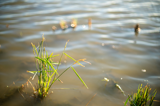 Close-up of rice plants in the water with sunlight reflecting off the surface in Sevilla, Spain.