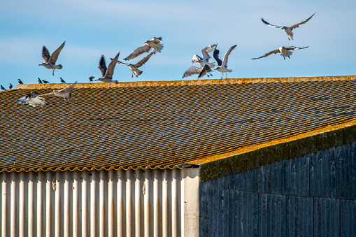 Flock of seagulls soaring above a rural shed in Isla Mayor, against a clear sky.