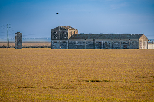 A desolate barn stands in the golden expanse of a ripe rice field under a clear sky.