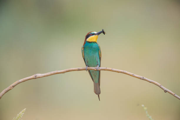 European bee-eater after hunting an insect