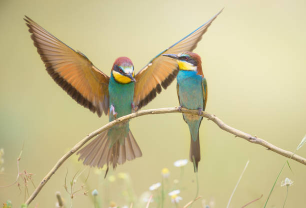 istock Pair of bee-eaters during courtship perched on a branch 2121048374