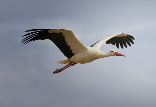 White stork in flight over cloudy sky