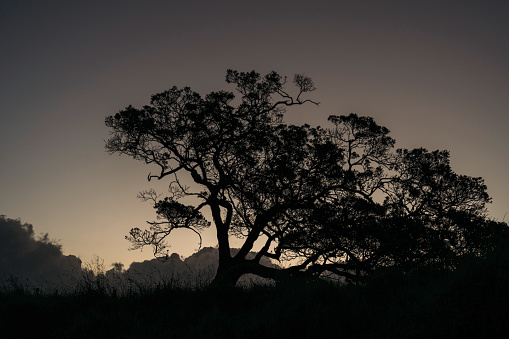 Silhouette of a large tree against a dim sky at dusk. Shot at  One Tree Hill, Auckland.