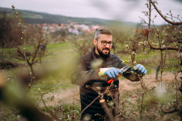 istock Taking care of my orchard 2121053556