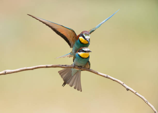 istock Bee-eater couple  (Merops apiaster) mating on a branch 2121060278