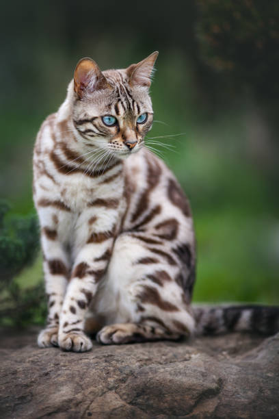 istock Rare Sepia Bengal Cat 2121061814