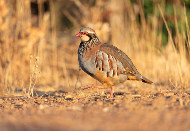 istock Red legged partridge  photographed at dawn 2121064901