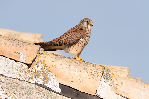 Female Lesser Kestrel (Falco naumanni) on a roof