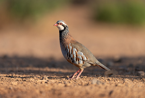Red legged partridge  photographed at dawn