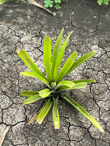 close up pineapple plant on the ground