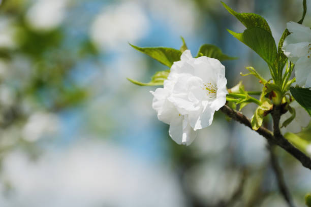 a white plum flower on a branch close-up