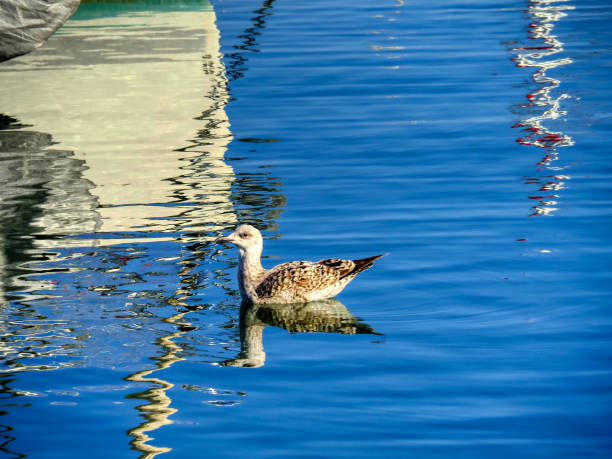 black-headed gull swimming in the harbor