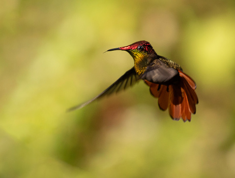 A male Ruby-Topaz Hummingbird, Chrysolampis mosquitus, hovering with its tongue partly extended, against a defocussed background. Tobago.
NB motion blur on wings.