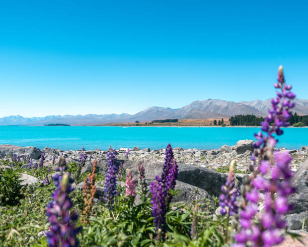 istock New Zealand 2121092759