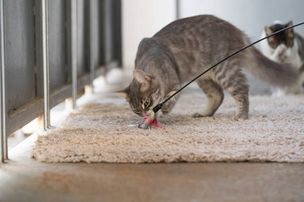istock Furry hunting playing Cat with feather yarn wand toy indoor 2121102048