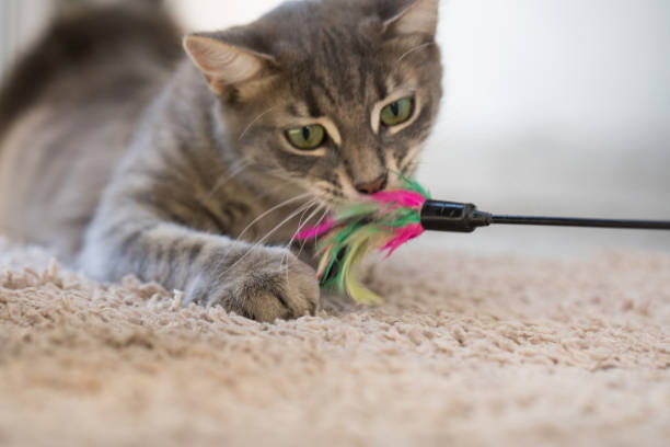 istock Curious hunting playing Cat with feather yarn wand toy indoor 2121102056