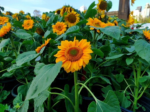 Yellow sunflower or Helianthus annuus is blooming.