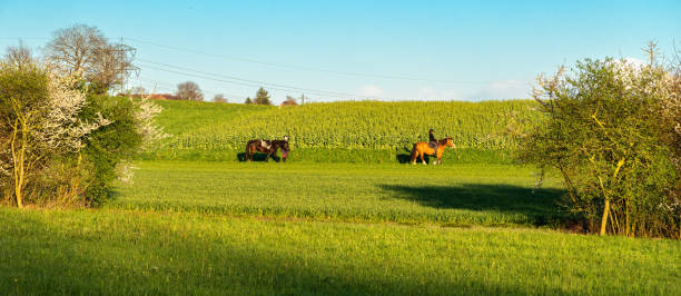 Regensdorf, Switzerland - March 28, 2024: Rural scene - horses walking between the fields next to the Katzenseen nature reserve