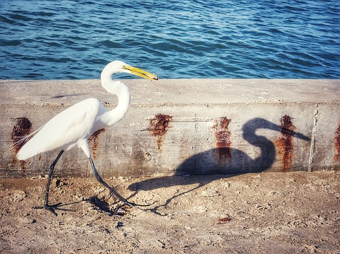 A white egret bird in the Heron family approaching a fisherman in the bay in Port Aransas, Texas. The shadow it is casting looks like graffiti on the concrete wall behind the bird.