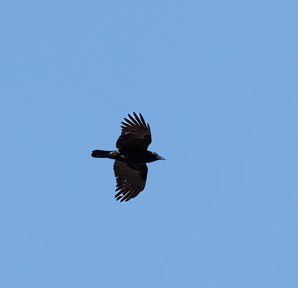Black crow flying across clear blue sky perpendicular to camera view