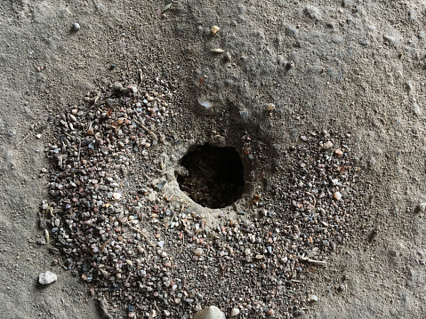 close up hole of ant
