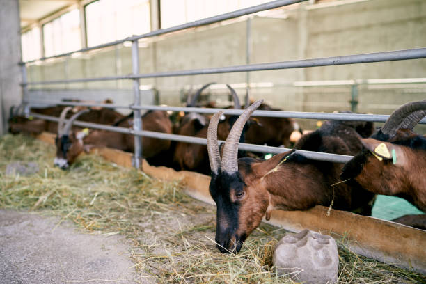 istock Goat eats hay from behind a fence in a corral 2121165132