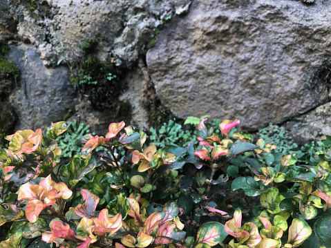 A bunch of flowers with green leaves and red flowers on a rock wall. Kutsarita plant closeup